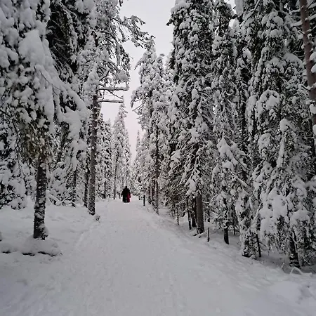 Naavis * Rovaniemi