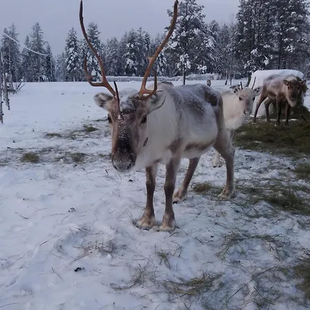 Your Peace Of Lapland Villa Rovaniemi