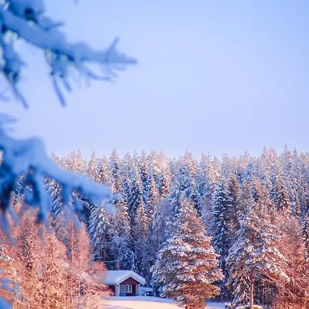 Kotatuli Forest