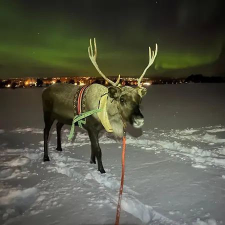 Lapland Reindeer Farm Villa