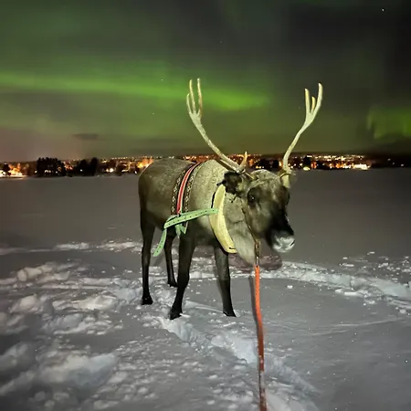 Lapland Reindeer Farm Rovaniemi