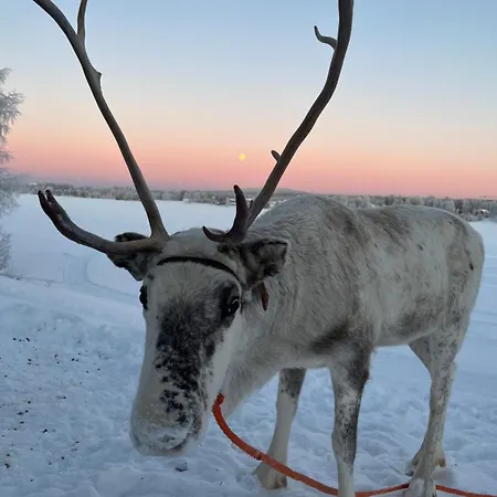 Lapland Reindeer Farm Villa