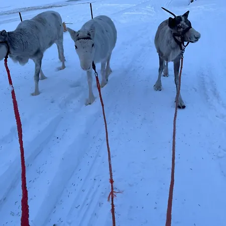 Lapland Reindeer Farm Villa Rovaniemi