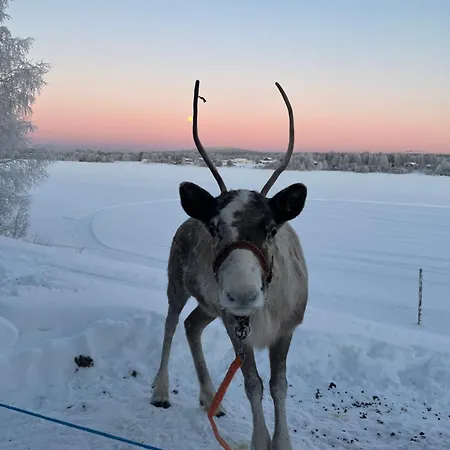 Lapland Reindeer Farm *