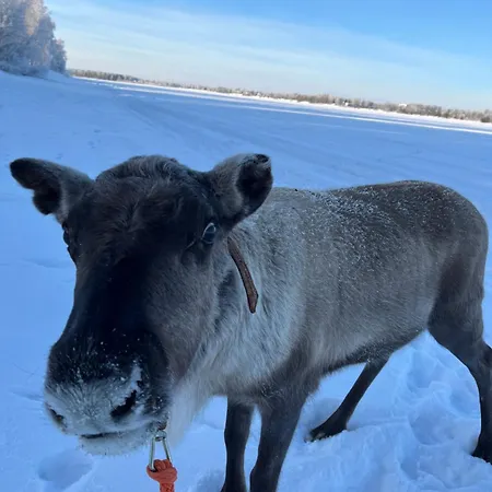 Lapland Reindeer Farm * Rovaniemi