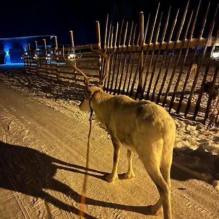 Villa Lapland Reindeer Farm Rovaniemi
