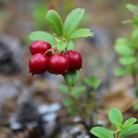 Hotelli Aakenus